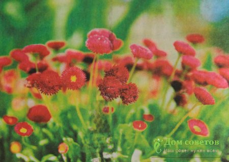 Маргаритки - жемчужины на газоне.