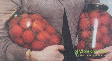 Домашние помидоры "Осеннее чудо"