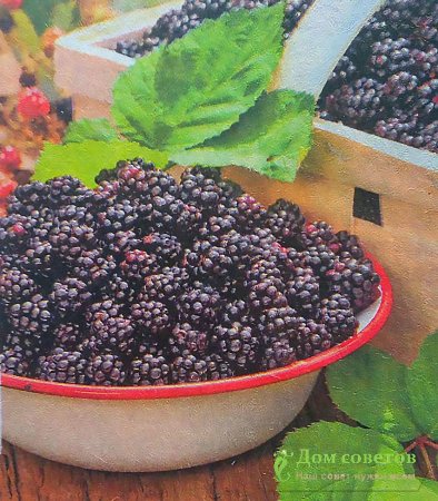 Секреты сладкой ежевики